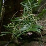 Dichaea panamensis Otro