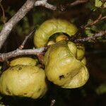 Caesalpinia coriaria Frukt