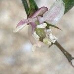 Citrus australasica Kvet