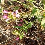 Centaurium littoraleFlor