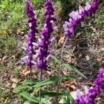Salvia leucantha Cvijet