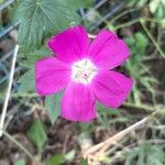 Callirhoe digitata Flower