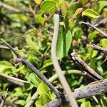 Ceropegia racemosa Azala