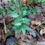 Ruscus aculeatus Liść