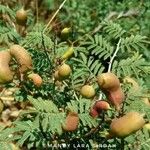 Prosopis farcta Fruchs