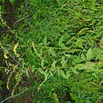 Solidago patula Habit
