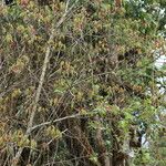 Acer campbellii Lapas