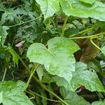 Passiflora foetida Leaf