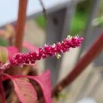 Amaranthus caudatusFloro