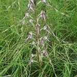 Himantoglossum adriaticum Flower