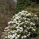 Rhododendron uvariifolium Flor