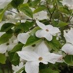 Cornus floridaFlower