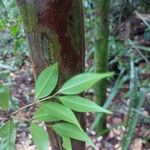 Myrcia splendens Leaf