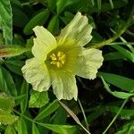 Monsonia longipes Květ