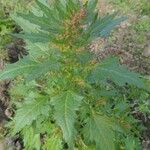 Chenopodium rubrum Leht