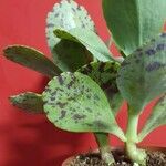 Kalanchoe marmorata ᱥᱟᱠᱟᱢ