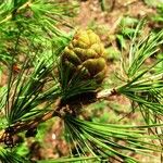 Larix sibirica Froito