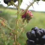 Rubus senticosus Anders