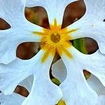 Eleutherine bulbosa Квітка