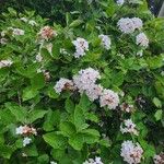 Viburnum carlesii Folha