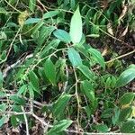 Hydrangea corylifolia
