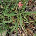 Lathyrus sphaericus Hoja