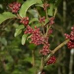 Amborella trichopoda Fruit