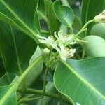 Ekebergia capensis Φρούτο