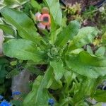 Calendula officinalisLeht