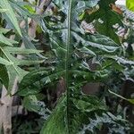 Acanthus montanus Leaf