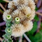 Erigeron acris Frukto