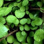 Rubus phoenicolasius Blatt