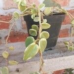 Peperomia scandens Liść