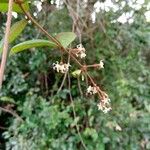 Ichnocarpus frutescens Blomst