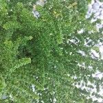 Prostanthera cuneata Yaprak