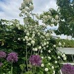 Viburnum macrocephalumBlüte