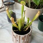 Sarracenia rubra Levél