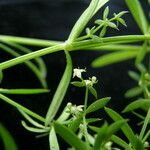 Galium asperifolium ᱛᱟᱦᱮᱸ