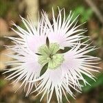 Dianthus hyssopifoliusFlower