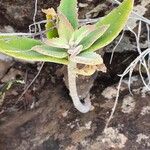 Kalanchoe citrina Folha