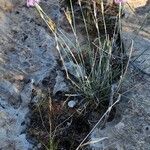 Dianthus austroiranicus Elinympäristö