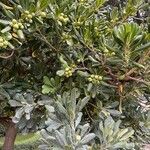 Pittosporum tobiraLeaf