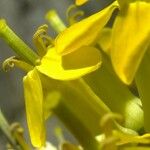 Coincya richeri Blüte