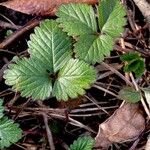 Potentilla indica Листок