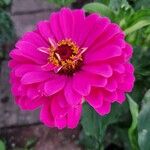 Zinnia elegansЦветок