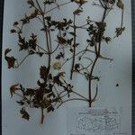 Clematis brevipes Otro