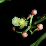 Chrysochlamys silvicola Fruit