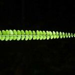 Lindsaea stricta Fruit