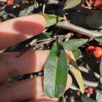 Pyracantha coccinea Blad