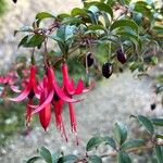 Fuchsia regiaFleur